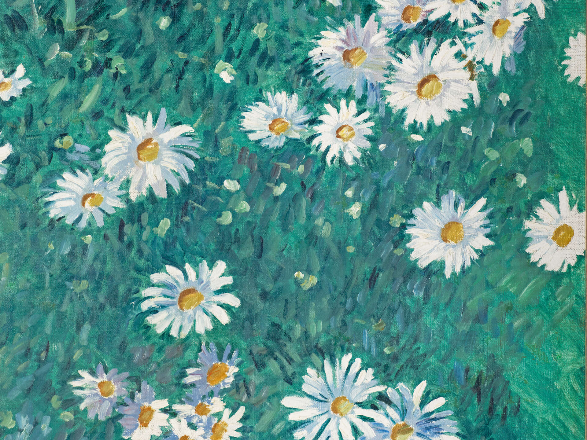 "Parterre de marguerites", Gustave Caillebotte, © MDIG, photo François Doury