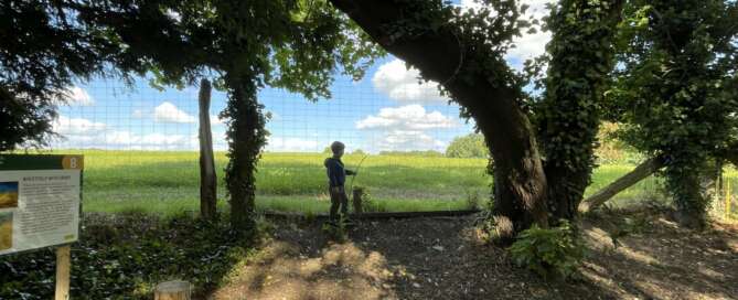 Tree Roots by Van Gogh