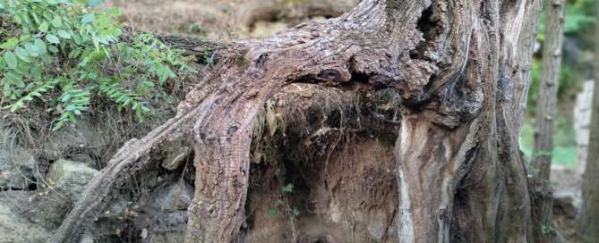 Racines de Van Gogh © JF et Hélène Serlinger