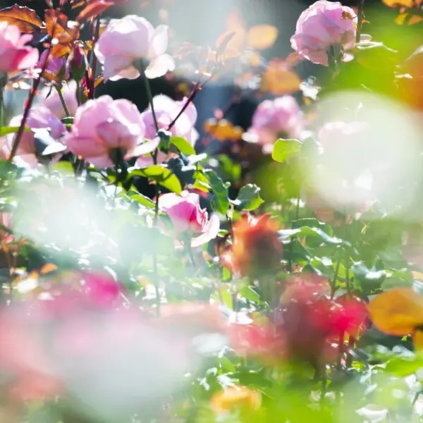 "Eternity in a Moment" par Mika Ninagawa : une exposition à Grand-Quevilly pour le Festival Normandie Impressionniste 2026