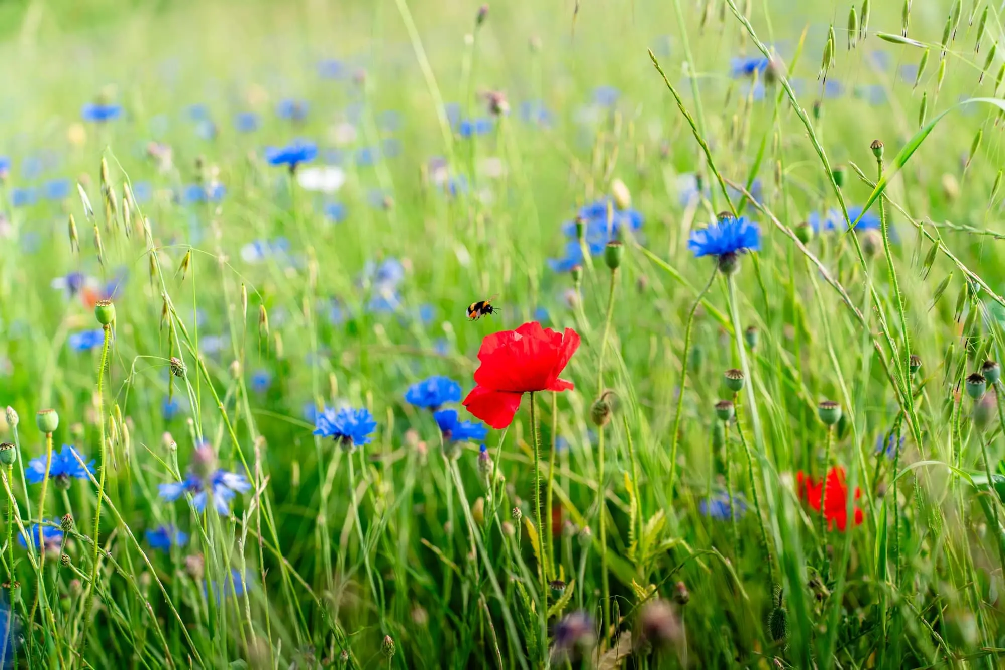 Le jardin au fil des saisons : visite guidée au MDIG